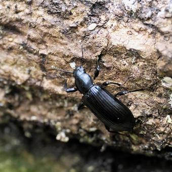 Photo, blue false ground beetle, bedbug, beetle, 