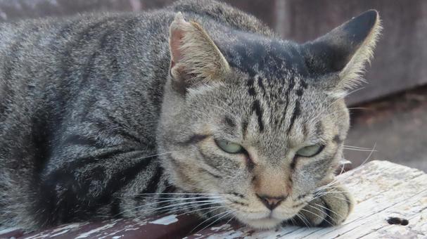 カメラ目線で夕涼みしているもふもふな猫様 カメラ目線で夕涼みしているもふもふな猫様の写真