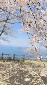 桜1 桜1の写真