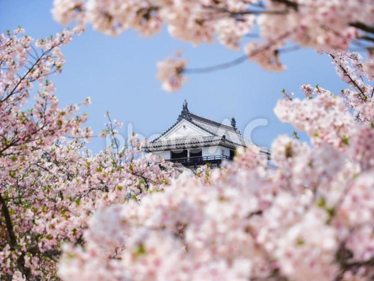 春の松山城、満開の桜 天守閣,城郭,城の写真素材