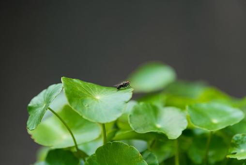 Photo, housefly, fly, insect, 