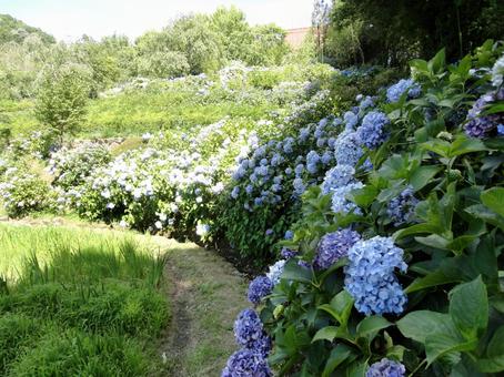紫陽花 紫陽花の写真