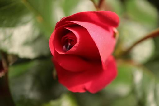 バラ園の赤い薔薇を撮った写真です バラ園の赤い薔薇を撮った写真ですの写真