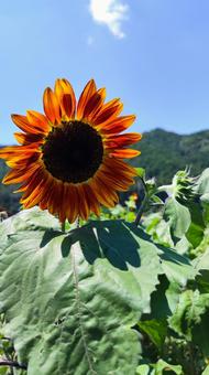 夏を抱きしめる花畑 夏を抱きしめる花畑の写真