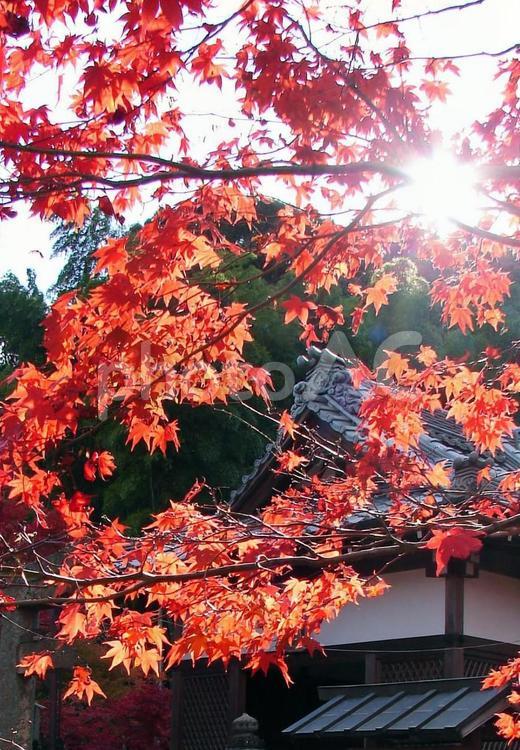 京都　嵐山　常寂光寺　木洩れ日と赤もみじ　 紅葉,紅葉素材,秋の写真素材