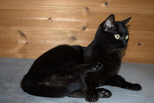 寛いでいる黒猫 寛いでいる黒猫の写真