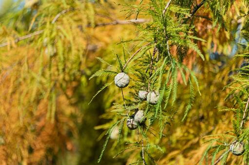 秋のメタセコイアの葉と実 メタセコイア,樹木,木の写真素材
