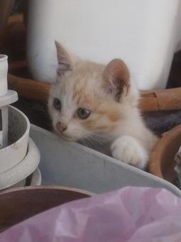 顔を出す子猫 顔を出す子猫の写真