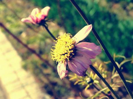 秋の花壇 秋の花壇の写真