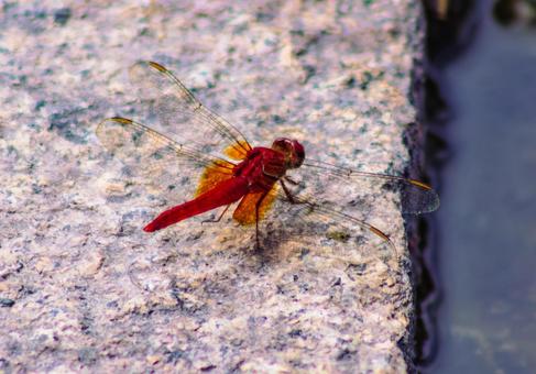 ハス池のトンボ3ー89の写真