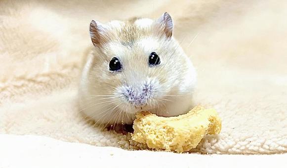 Yellow Djungarian 2 at snack time, JPG