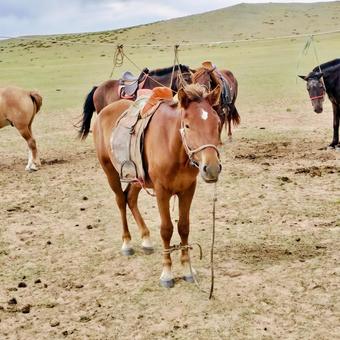 モンゴルの馬 モンゴルの馬の写真