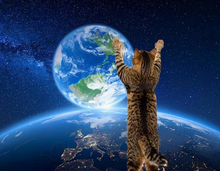 地球と猫の写真