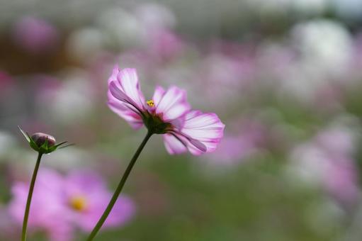 Cosmos field Pink and white flowers in full bloom, JPG