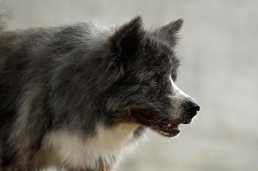 秋田犬のポートレート 秋田犬のポートレートの写真