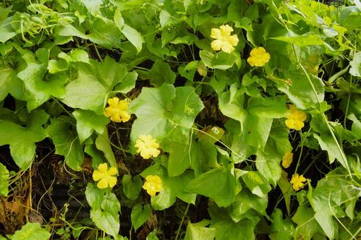 キュウリの花 ネパール キュウリの花 ネパール 野菜畑,キュウリ,花の写真素材