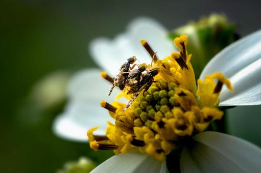 ＜素材＞センダングサケブカミバエ センダングサケブカミバエ,ケバエ,ショウジョウバエの写真素材