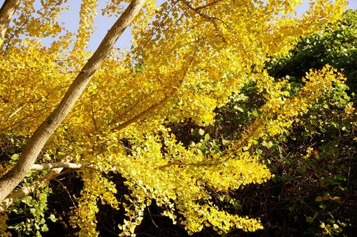 黄葉したイチョウの木 イチョウ,木,ギンナンの写真素材