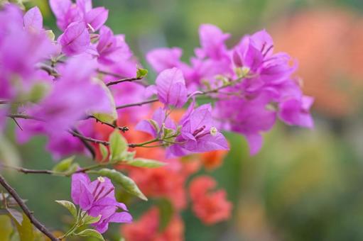 彩り豊かなブーゲンビリア ブーゲンビリア,バリ島,インドネシアの写真素材