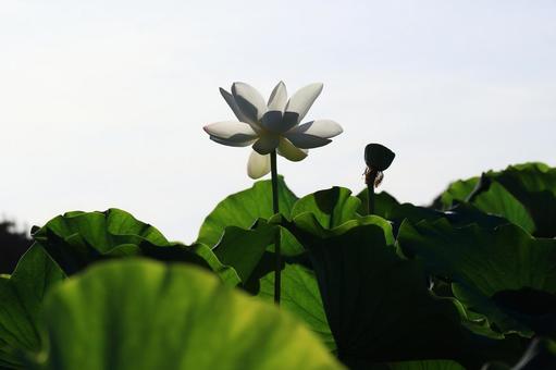 ハスの花が綺麗なスポットライト ハスの花が綺麗なスポットライト 蓮,ハス,植物の写真素材