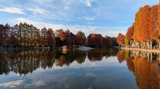 埼玉県さいたま市　浦和別所沼公園　紅葉 浦和別所沼公園,さいたま市,埼玉県の写真素材