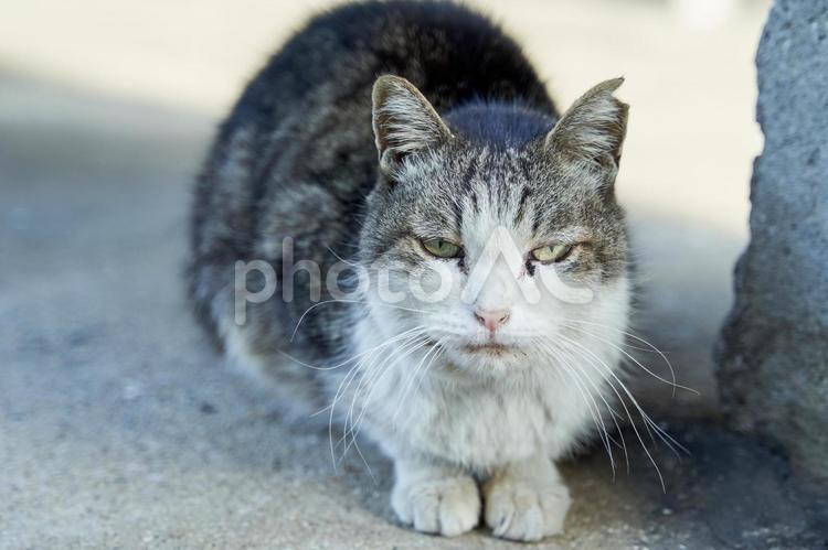 野良猫 ネコ,野良猫,猫の写真素材