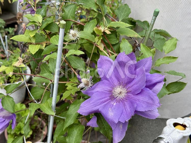テッセンの花 テッセン,ラヌギノーサ,紫の写真素材