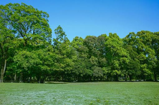 緑の公園 緑の公園 木,公園,森の写真素材