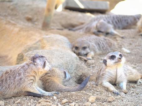 ミーアキャットの群れ 動物園 ミーアキャットの群れ 動物園の写真
