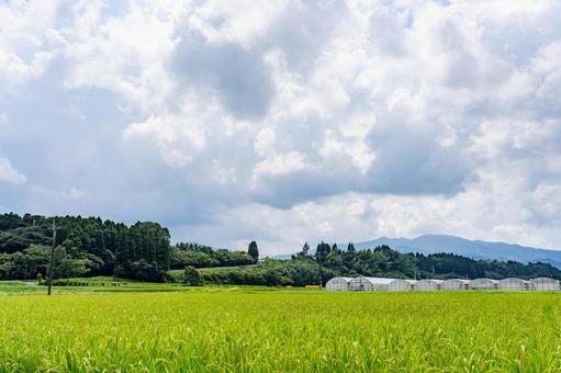 夏の田んぼと青い空 夏の田んぼと青い空 田んぼ,風景,田園の写真素材