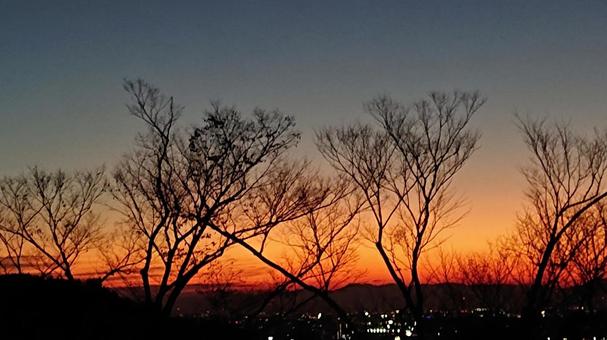 茜色に染まる木立 美しい,風景,木立の写真素材