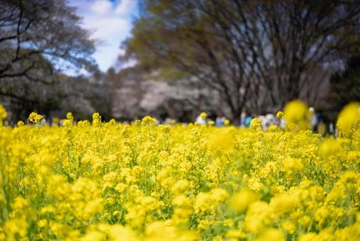 春爛漫の菜の花畑 菜の花,菜の花畑,花畑の写真素材