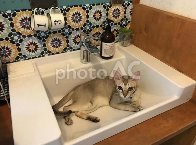 シンガプーラ シンガプーラ,猫,ネコの写真素材