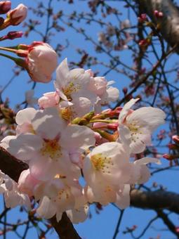 桜 2018年3月 (1) 桜 2018年3月 (1)の写真