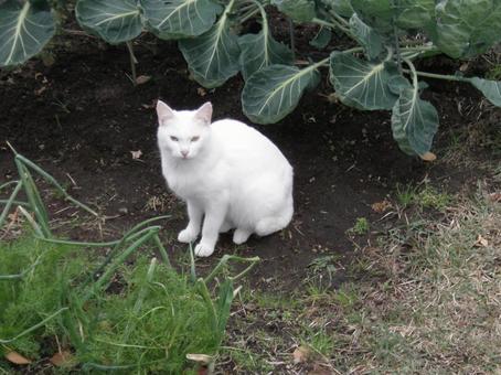 畑に来た白い猫 ネコ,白猫,のらねこの写真素材