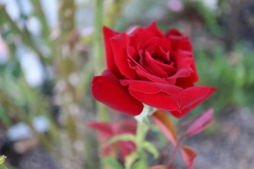 バラ園の赤い薔薇を撮った写真です バラ園の赤い薔薇を撮った写真ですの写真