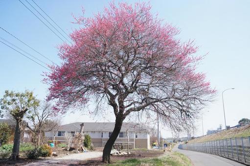 一本桜 桜,風物詩,春の写真素材