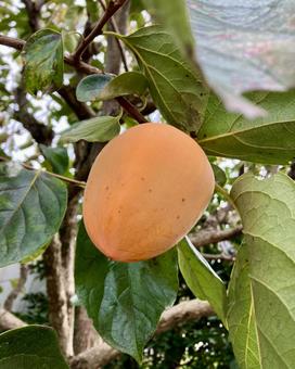 干し柿用柿の木 柿,果実,実の写真素材