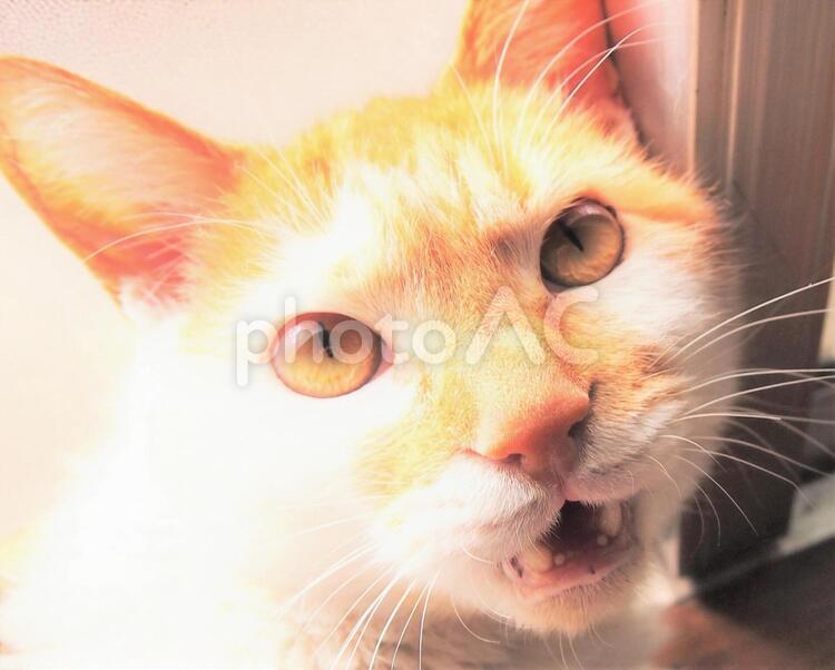 見てしまった猫 見てしまった猫,猫,ねこの写真素材