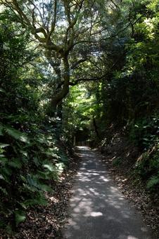 ［神奈川県鎌倉市］亀ケ谷坂切通 切通,鎌倉,亀ケ谷坂切通の写真素材