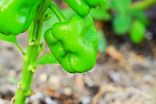 新鮮なピーマン 新鮮なピーマン ピーマン,みずみずしさ,野菜の写真素材