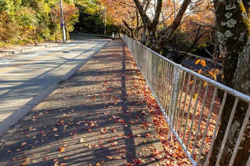 秋の歩道と赤く色づいた落ち葉 歩道,秋,紅葉の写真素材