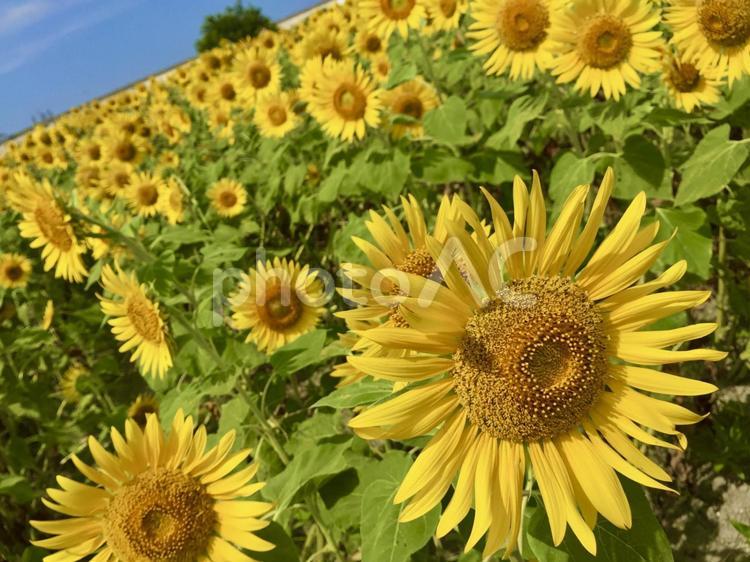 真夏のひまわり畑３ ひまわり,向日葵,ヒマワリの写真素材