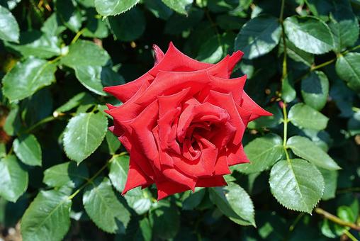 荒牧バラ園722　熱情 兵庫県,荒牧バラ園,バラの写真素材