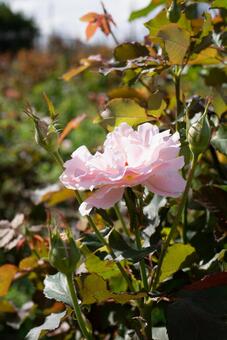 バラ1020#03 バラ1020#03 バラ,ばら,薔薇の写真素材
