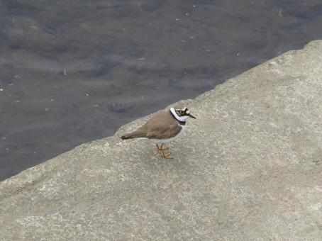川の護岸上でくつろぐコチドリ 川の護岸上でくつろぐコチドリ コチドリ,鳥,野鳥の写真素材