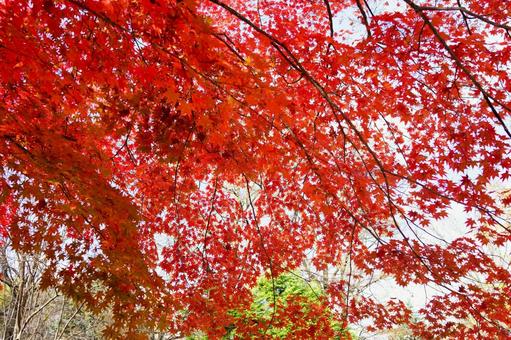 紅葉 紅葉の写真