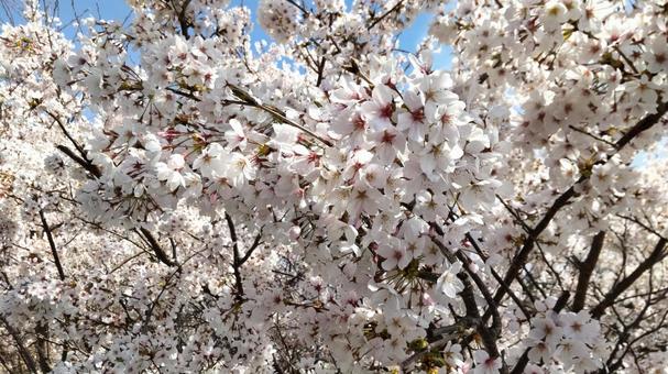 満開の桜 満開の桜 桜,花見,ピンクの写真素材