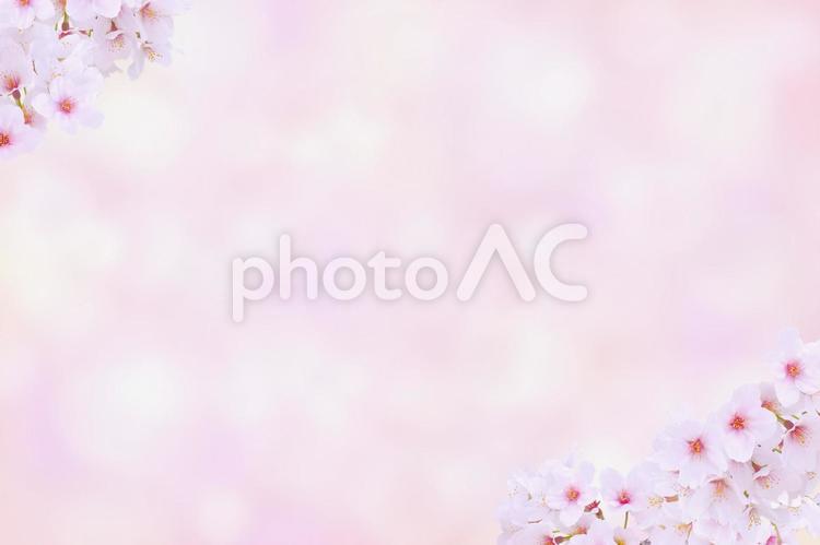 ピンクの優しいサクラの背景テクスチャ 背景素材,バックグランド,淡い色の写真素材