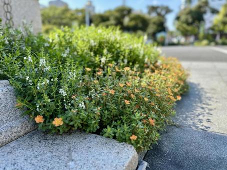 Photo, ground, grass, weed, 